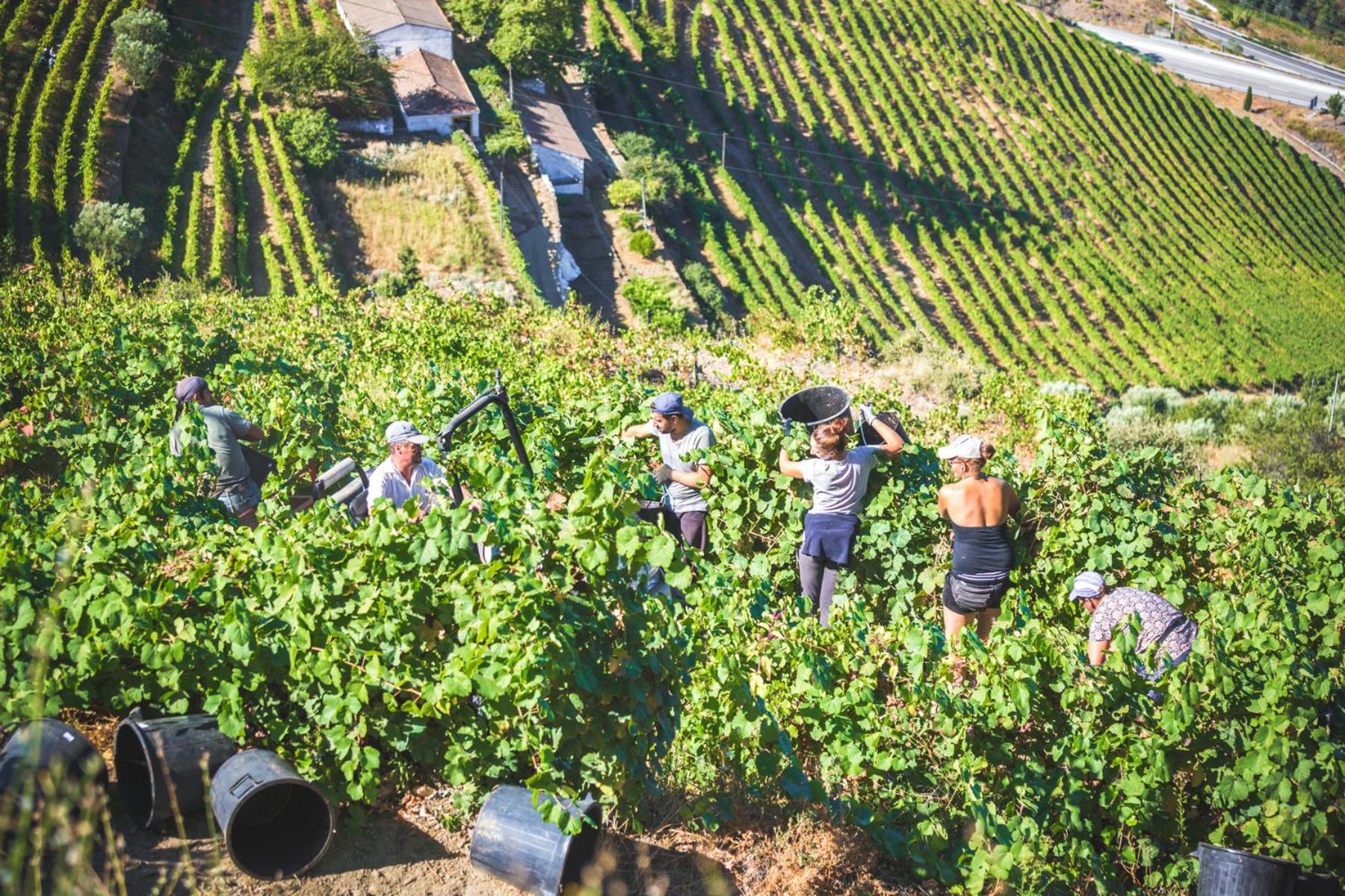 Penzion Quinta Do Valdalagea Peso da Régua Exteriér fotografie