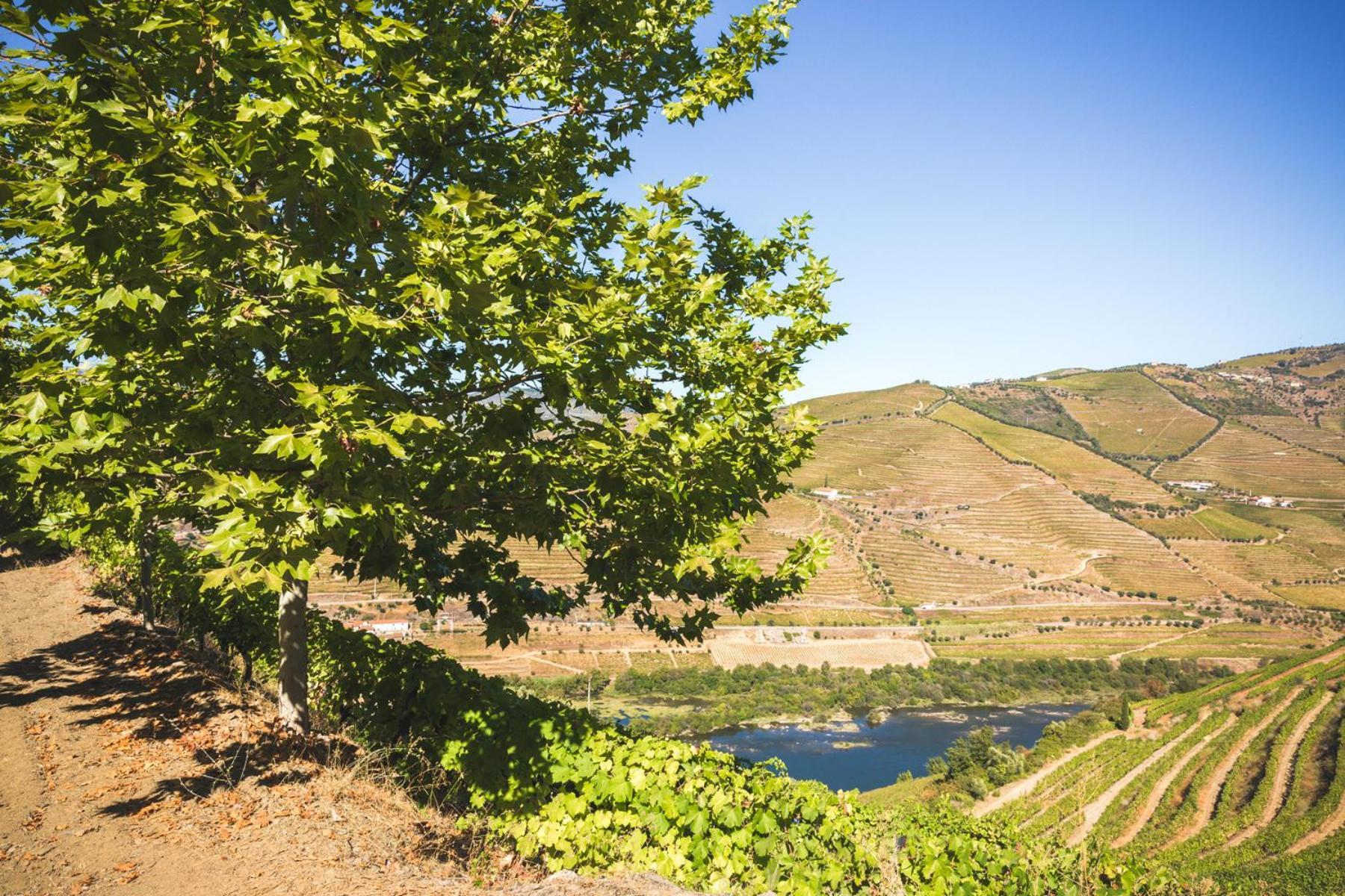 Penzion Quinta Do Valdalagea Peso da Régua Exteriér fotografie